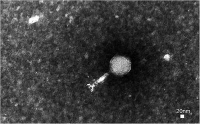 A Novel Polyvalent Bacteriophage vB_EcoM_swi3 Infects Pathogenic Escherichia coli and Salmonella enteritidis